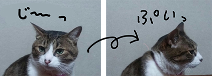 ころにゃん機嫌